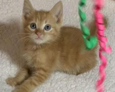 Shiloh - Domestic Medium Hair & Tabby Mix Male Cat for Adoption