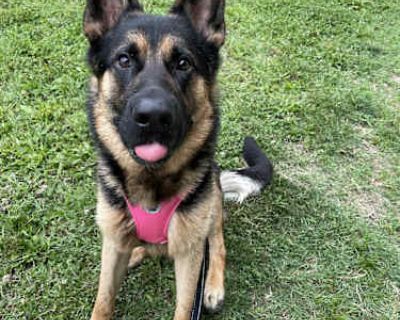 Rocco - German Shepherd Dog Male Dog for Adoption