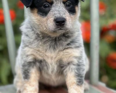 Dawn - 7 Weeks Female Blue Heeler Australian Cattle Dog Puppy for Sale