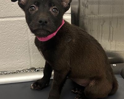 Dee Dee - Boxer & Husky Mix Female Puppy for Adoption