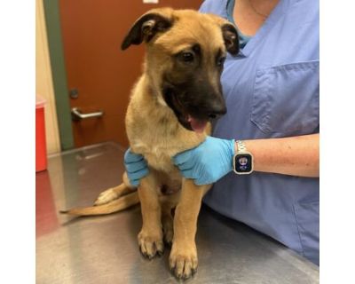 UNKNOWN - German Shepherd Dog Male Puppy for Adoption