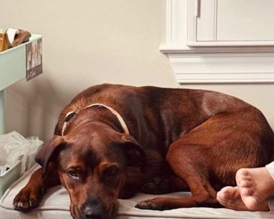 Adult. Brown/chocolate. You can fill out an adoption application online on our official website. This is a courtesy post. Baxter is not with DPR, but he is in need of a new home! This is what his current guardians have to say about him: Baxter has been a great addition to the family! He s two years old and is best friends with his sister who is a five year old labrador mix. They run around and ...