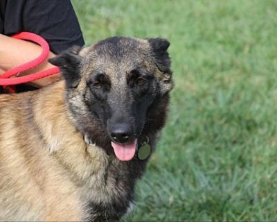 Kia - Belgian Malinois Female Dog for Adoption