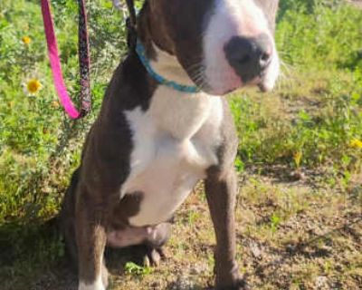 Alaska - French Bulldog/Boxer Mix Female Puppy for Adoption