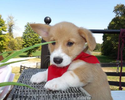 3 Male and 5 Female Pembroke Welsh Corgi Puppies for Sale