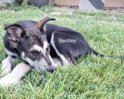 Bentley\u00a0(puppy) - Siberian Husky Male Puppy for Adoption