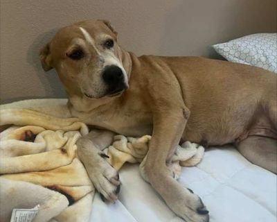 Lillie #2 - Labrador Retriever Female Dog for Adoption