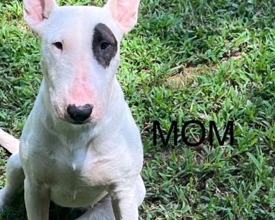 1 Male and 2 Female Bull Terrier Puppies for Sale