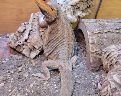 Seeking caring home for Bearded Dragon