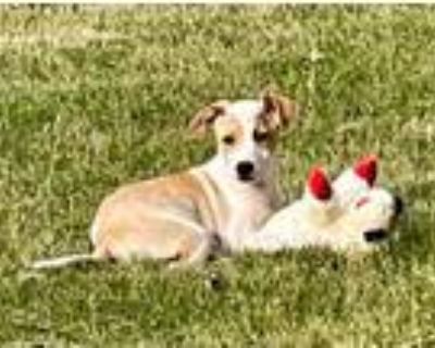 Adopt Oaklynn a Jack Russell Terrier