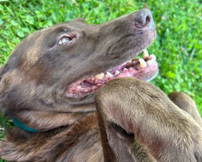 Masha-Not Accepting Applications Yet! - Chocolate Labrador Retriever Female Dog for Adoption