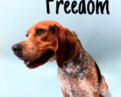 Freedom - Beagle Male Dog for Adoption