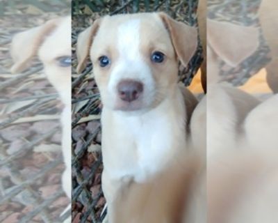 7wk Chihuahua - Male Chihuahua Puppy for Sale