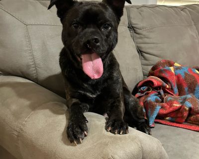 Runt - Boston Terrier Mix Male Dog for Adoption