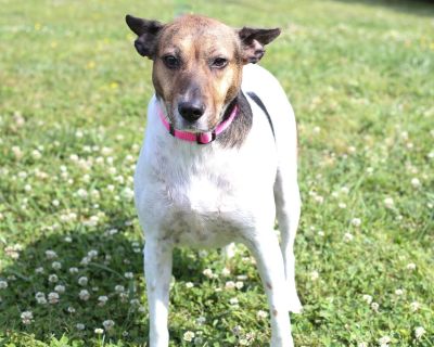 Lily 12771 - Collie, Rough/Pointer - Adult Female