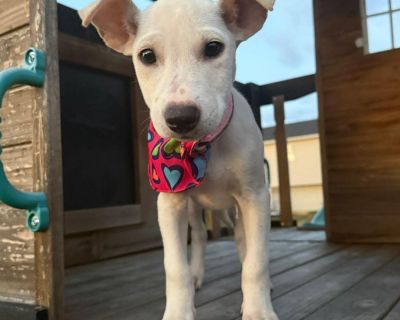 Claudia is 3 months old and weighs 10 lbs. She s a gentle, affectionate puppy with a soft white coat, the cutest little freckles on her snout, and adorable ears that give her an extra dose of charm. Claudia loves her crate she often takes her toys inside and naps there with the door open, feeling cozy and content. She s wonderful with kids, dogs, and cats, and has such a sweet, snuggly personal...