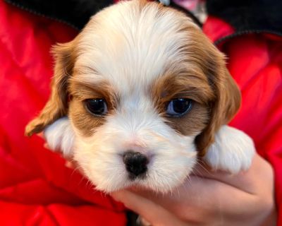 1 Male Cavalier King Charles Spaniel Puppy for Sale