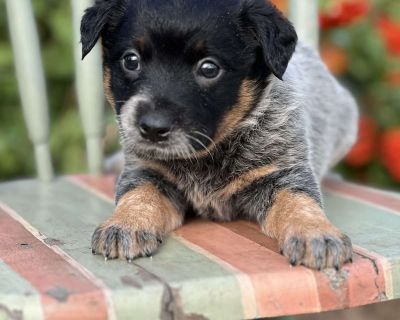 Dior - 7 Weeks Female Blue Heeler Australian Cattle Dog Puppy for Sale