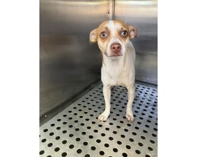 MONEY - Chihuahua Male Dog for Adoption