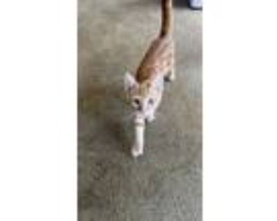 Adopt Whiskas a Orange or Red American Shorthair / Mixed (short coat) cat in