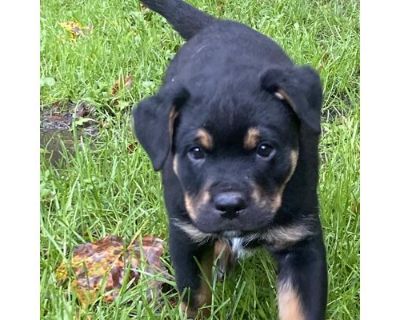 Archie - Rottweiler/Mixed Breed (Medium) Mix Male Puppy for Adoption