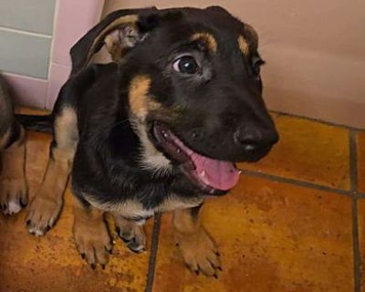 Grizzy - German Shepherd Dog Female Puppy for Adoption