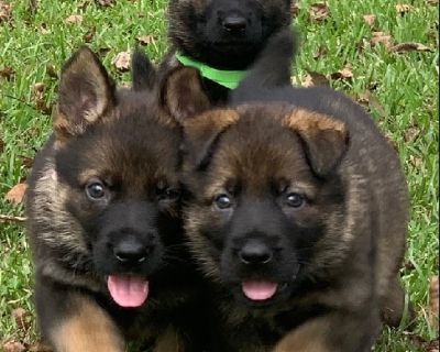 AKC German Shepherd Pups