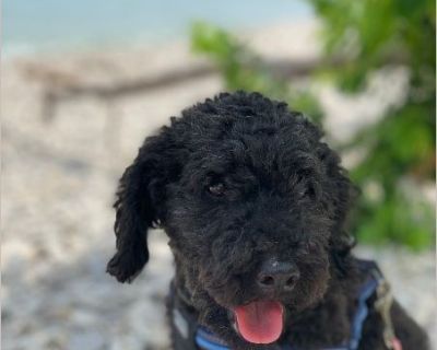 Bernie - Male Senior Poodle for Adoption