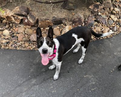 Sprinkles - Australian Cattle Dog / Blue Heeler Female Puppy for Adoption