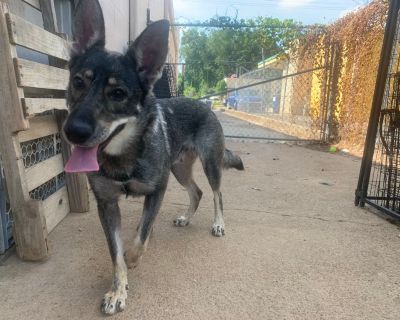 Edith - German Shepherd Dog & Husky Mix Female Dog for Adoption