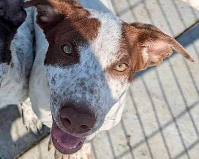 Sue Bird - Cattle Dog Female Puppy for Adoption