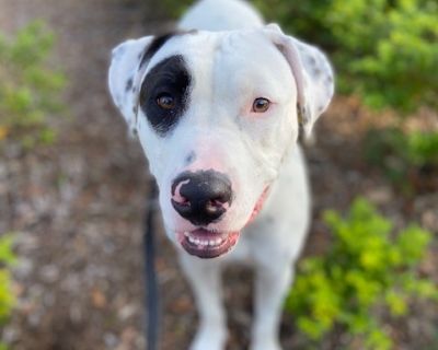 Health Vaccinations up to date.. Adult Male Medium White / Cream , Black
