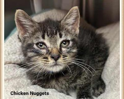 CHICKEN NUGGETS - Domestic Shorthair Male Cat for Adoption