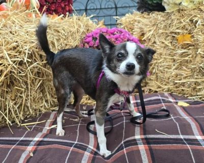 Meet Oreo, a sweet senior girl with a heart of gold and a playful spirit. With a gentle soul and a loving nature, Oreo is the perfect companion for anyone seeking a loyal friend. She may be a bit older, but her affectionate and friendly personality will quickly win you over. Oreo is always up for a good time, whether it's playing with her favorite toys or enjoying a cozy nap on the couch. She b...