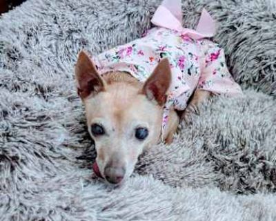 Ginger - Chihuahua Female Dog for Adoption