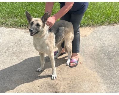 BARRON - German Shepherd Dog Female Dog for Adoption