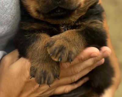 1 Male Rottweiler Puppy for Sale