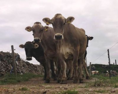 Holstein,Jersey or Brown Swiss  Best prices guaranteed
