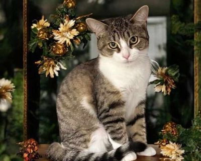 Child. Brown tabby. Hair: short. Microchipped. You can fill out an adoption application online on our official website. Rambler is new to the inside so still learning the ropes. Loves attention and to be pet once she trusts her someone new to her. She was born 4/5/2025 so still young and will blossom even more once she gets to her new home. Loves to talk. All of our cats and kittens are spayed/...