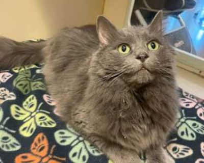 Once in a blue moon the right person comes along. I hope so! I m Luna, a medium-haired adult whose owner had to give me up due to medical issues. She described me as a playful, affectionate girl. She also called me a diva who liked to knead while sitting on her lap. I am polydactyl, which means I have extra toes. Best keep my claws trimmed and keep my beautiful coat brushed to prevent mats. Thi...