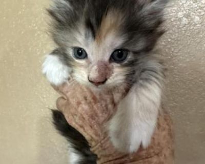 Household pet. Breeding allowed. Vaccinated. Registered. All kittens come with a health guarantee. They are TICA registered and will come with age appropriate vaccinations and worming schedule. Beautiful silver tortie girl with a very unique look. Happy and playful girl.