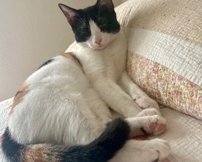 Meet Taffy! This adorable calico kitten is full of playful energy and sweet snuggles! Curious and full of wonder, Taffy loves to explore, chase toys, and climb to new heights. When playtime winds down, this little one is all about cuddles and will happily curl up in your lap for a nap. Taffy is looking for a loving forever home where she can grow, thrive, and share her boundless affection. Whet...