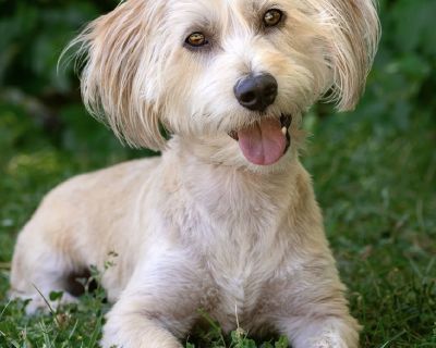 Dewey - Shih Tzu & Poodle Mix Male Dog for Adoption