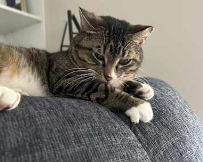 Alli showed up on my patio shortly after I moved in about a year ago She has wiggled her way in doors ! She is very affectionate , litter trained and is not a fussy eater.. She is about 3 years old; spayed , healthy and up to date all shots.. is not declawed . She needs a home without other pets and hopefully just adults she does not get along well with my cats she would do great being a solo p...