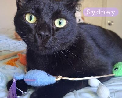 Meet beautiful Sydney! Sydney is ready for a loving home to call her own! Here are notes from Sydney's foster: "She is happy to get in bed with us and she throws herself against us, rubs all over us and then curls up. She's very curious about literally everything and will be all over us when we're doing something. Like dusting! She discovered the treat cupboard, opens the door and meows at us. ...