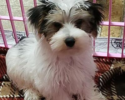 Bernard - Yorkie, Yorkshire Terrier Male Puppy for Adoption