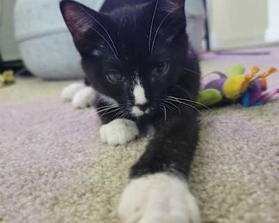 Bugs (Bonded to bunny and olive) - Domestic Shorthair Male Cat for Adoption