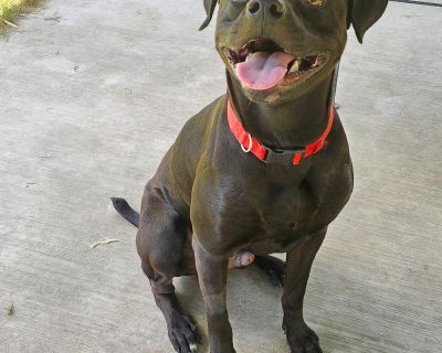 Jag - Boxer Mix Male Dog for Adoption