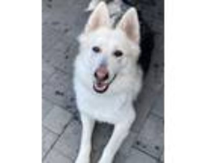 Adopt Gizmo a German Shepherd Dog, Siberian Husky