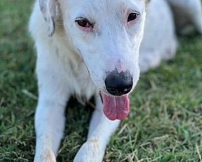 Snow White - Labrador Retriever Female Dog for Adoption